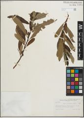 Foto von Salix lasiolepis Benth.